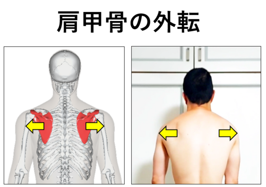 肩甲骨の外転・イラストと写真