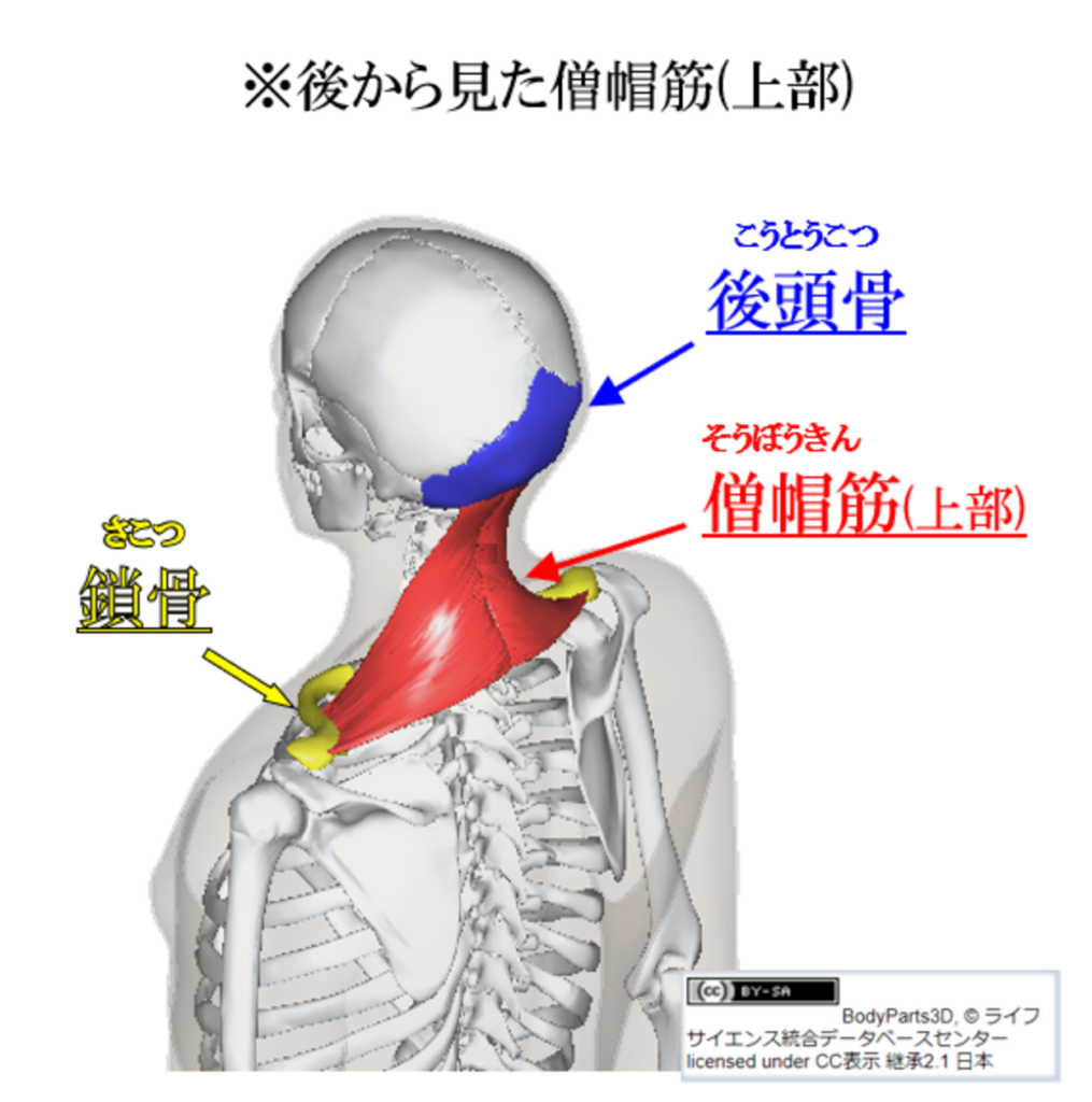 僧帽筋上部