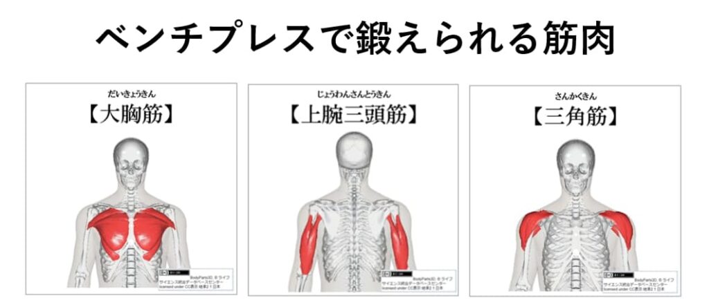 ベンチプレスで鍛えられる筋肉