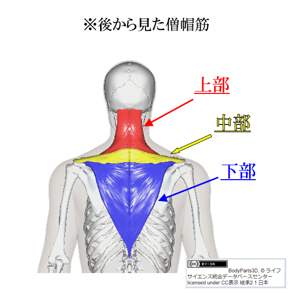 僧帽筋3部位色違い