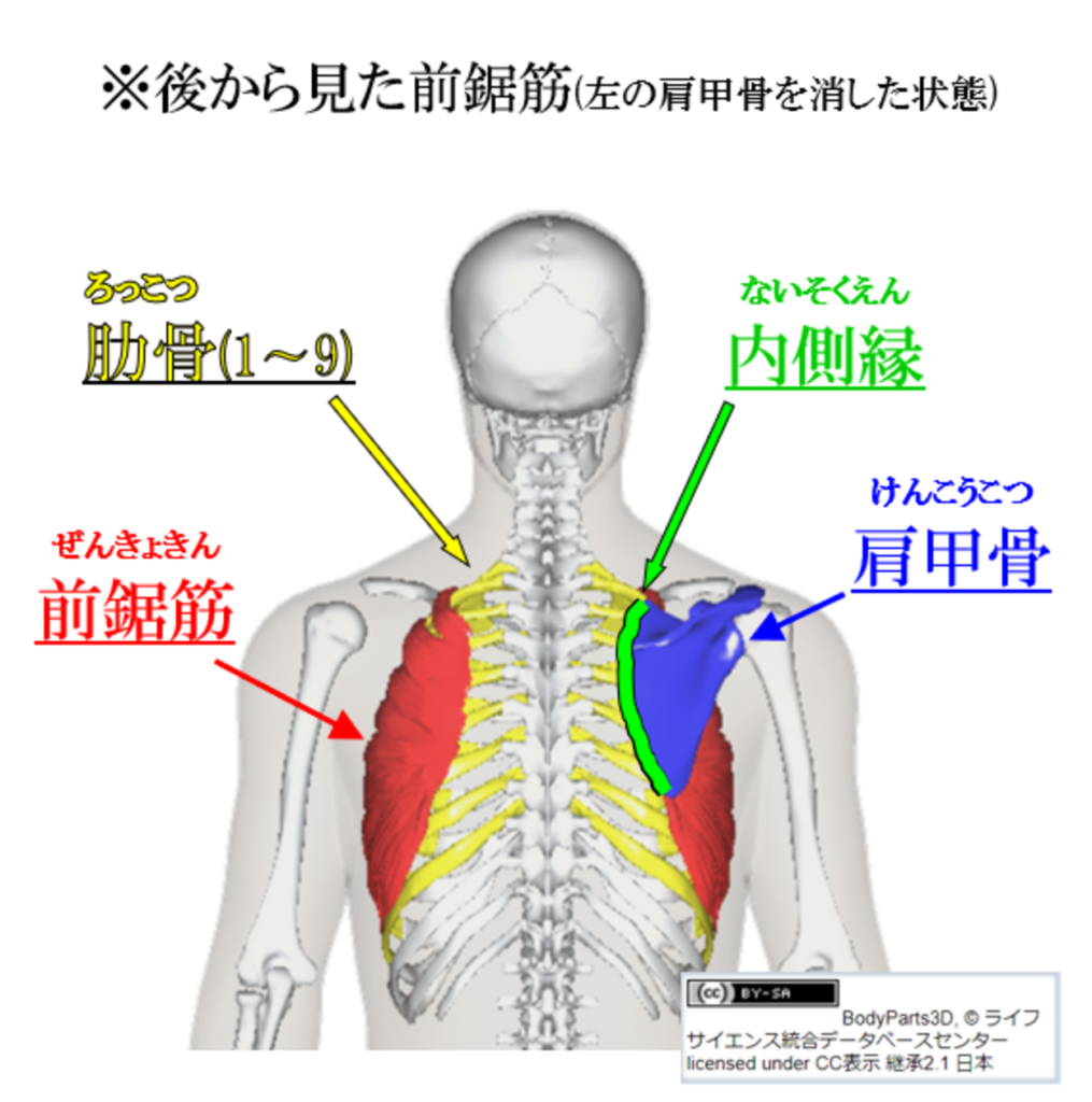 前鋸筋3