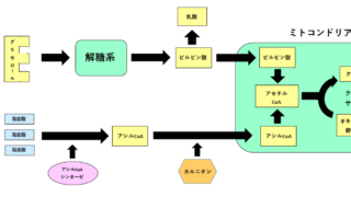 脂肪燃焼の仕組み図