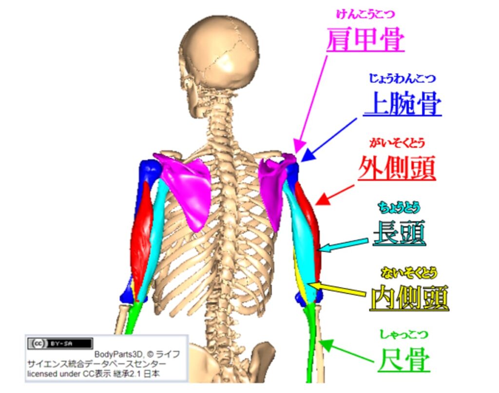 上腕三頭筋・外側頭・内側頭・長頭の解説