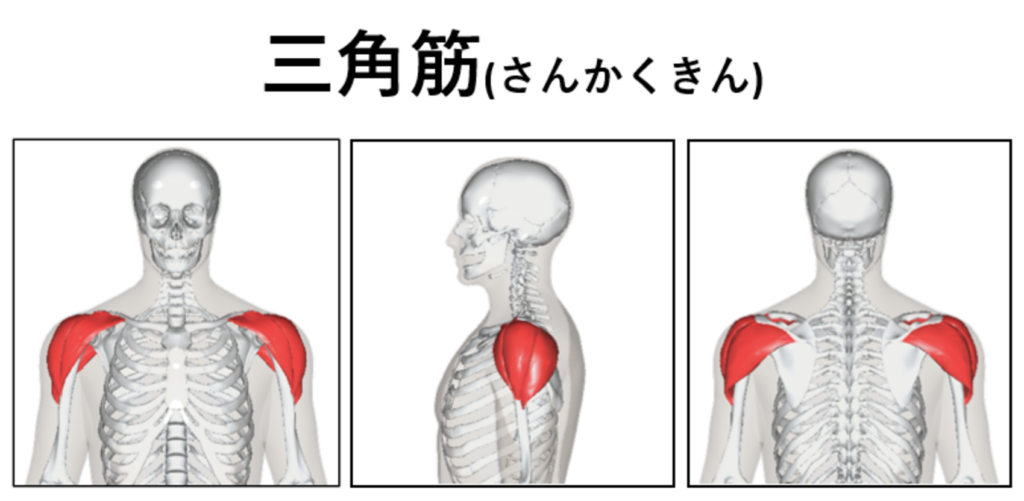 三角筋説明