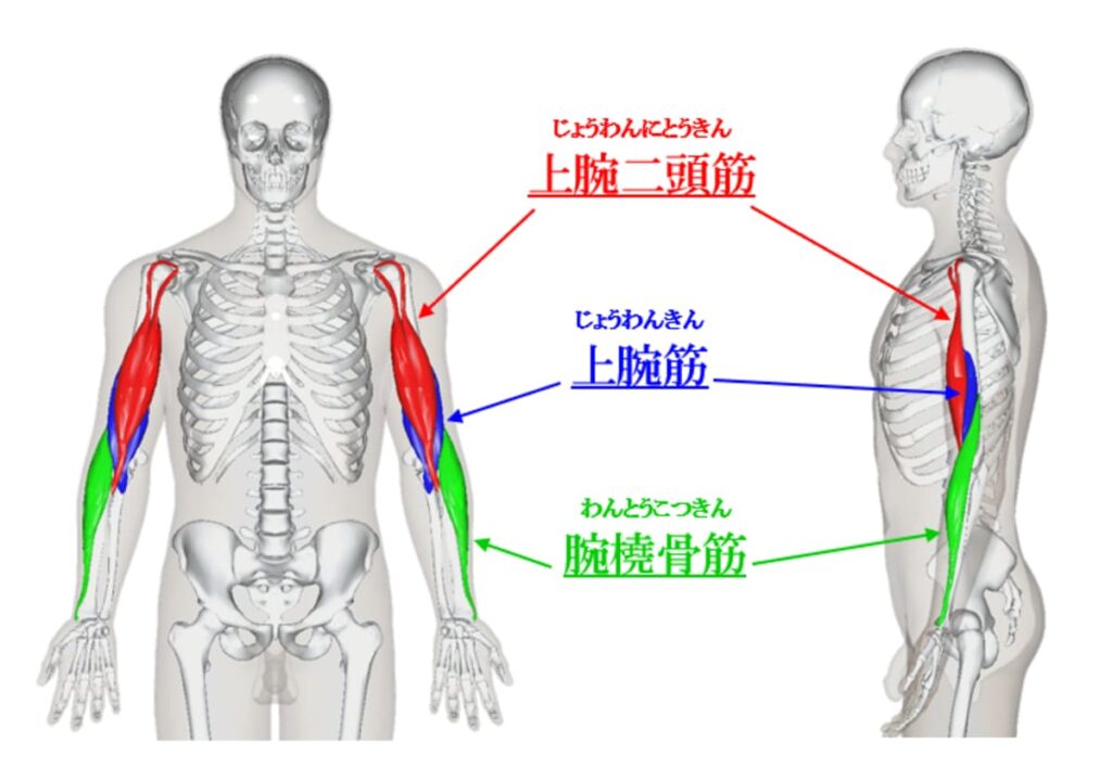 上腕二頭筋、上腕筋、腕橈骨筋