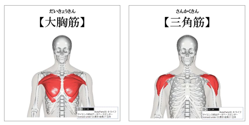 大胸筋と三角筋