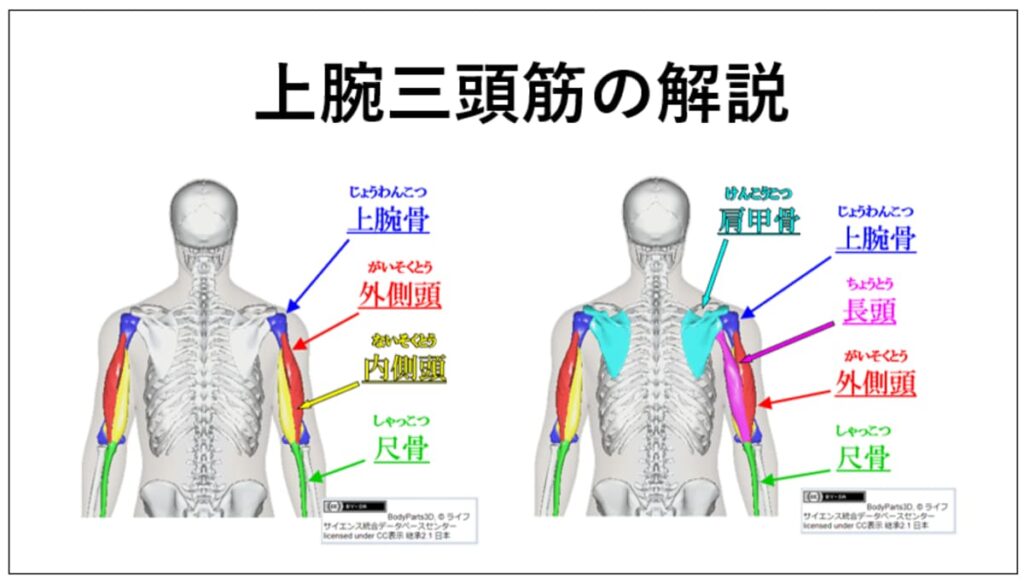 上腕三頭筋の外側頭と長頭の比較