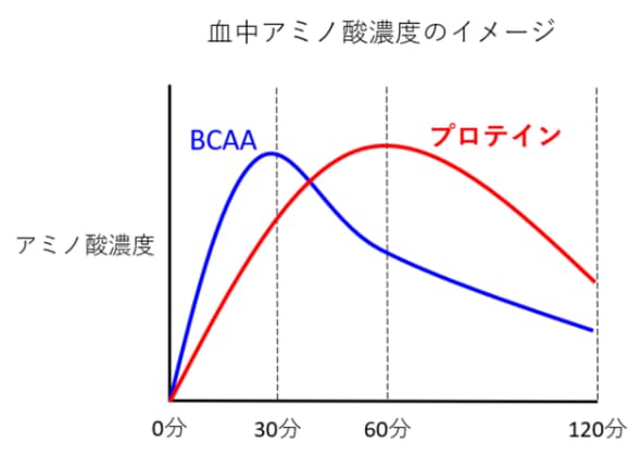 BCAAの血中アミノ酸濃度のイメージ