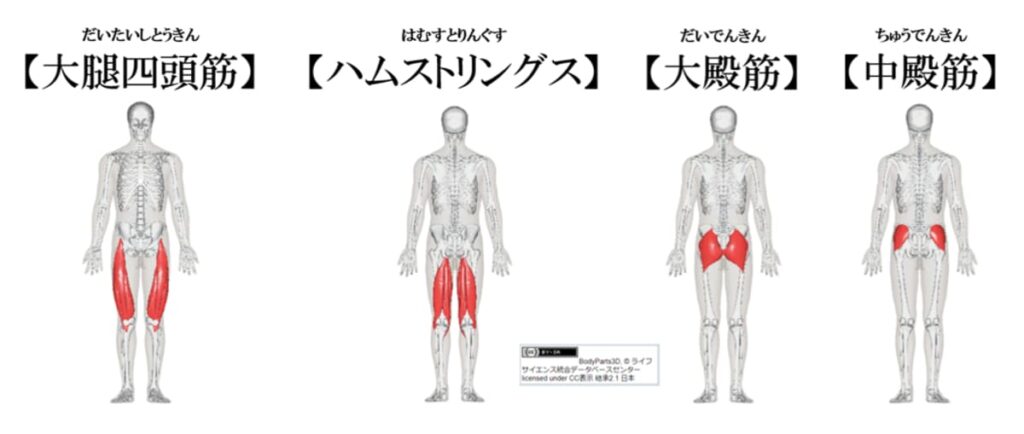 大腿四頭筋、ハムストリングス、大殿筋、中殿筋