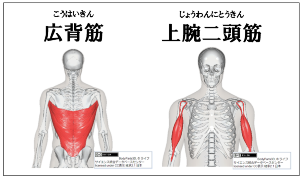 広背筋・上腕二頭筋