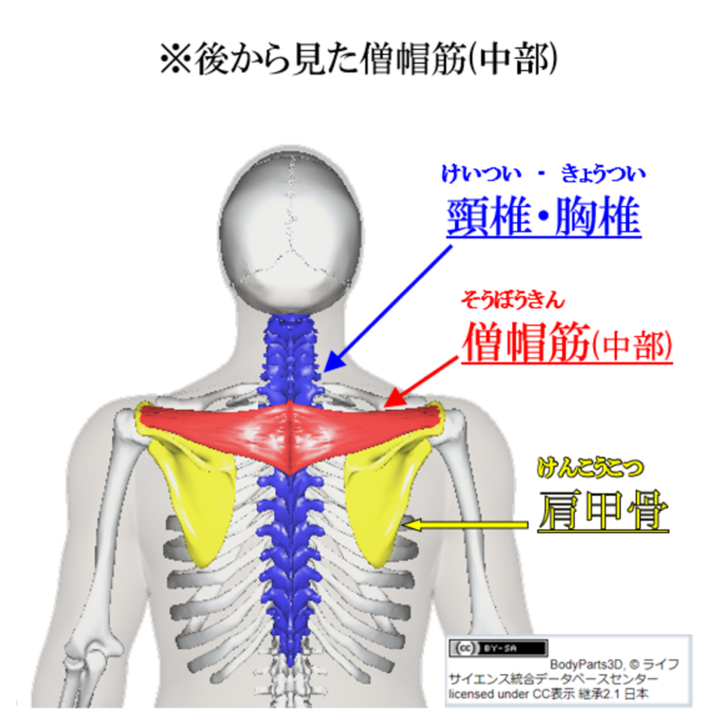 僧帽筋中部