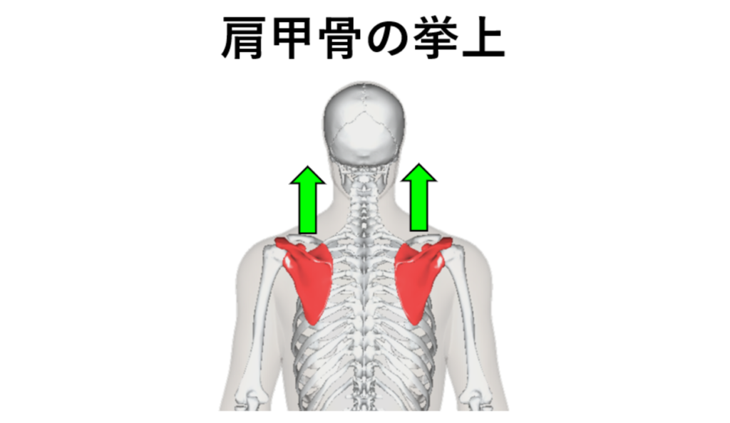 肩甲骨の挙上・イラスト