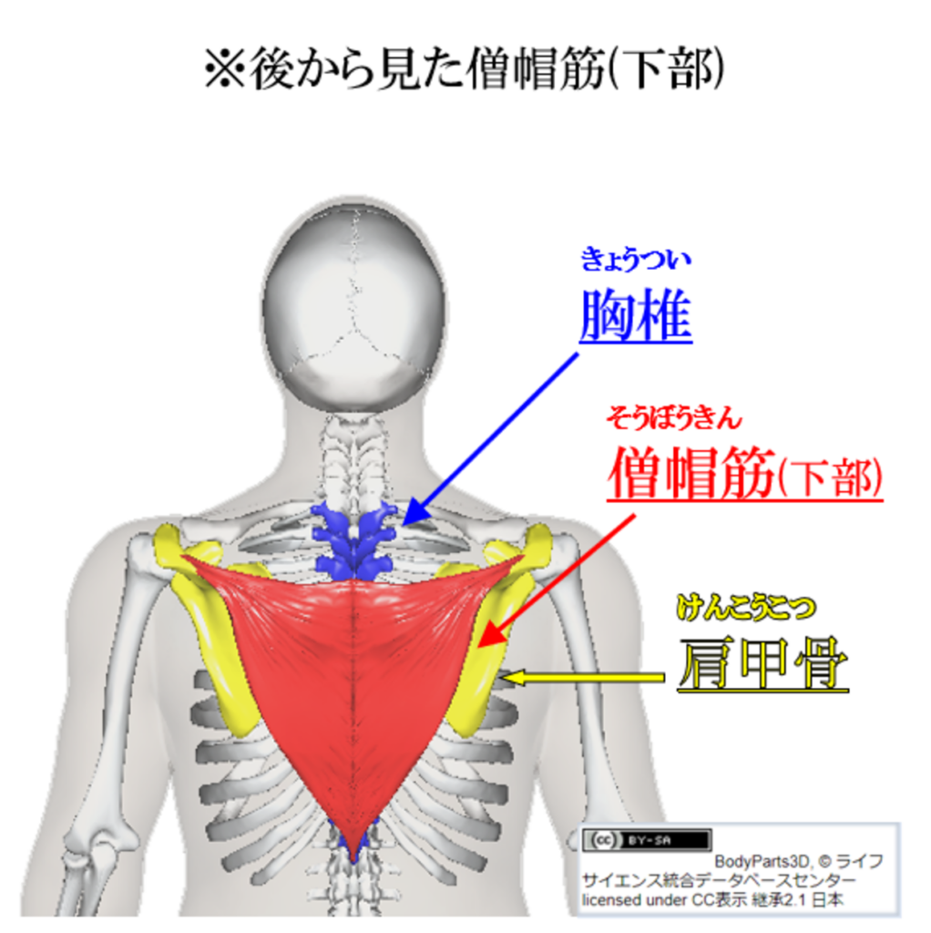 僧帽筋下部