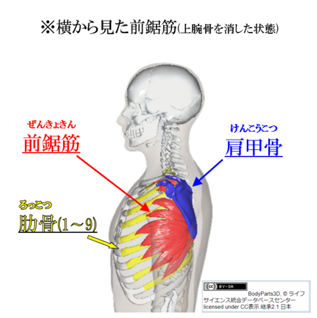 前鋸筋2