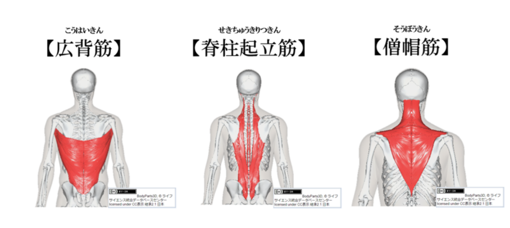 広背筋と脊柱起立筋と僧帽筋の説明