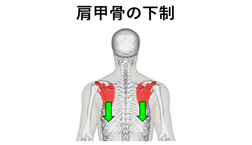 肩甲骨の下制・イラスト