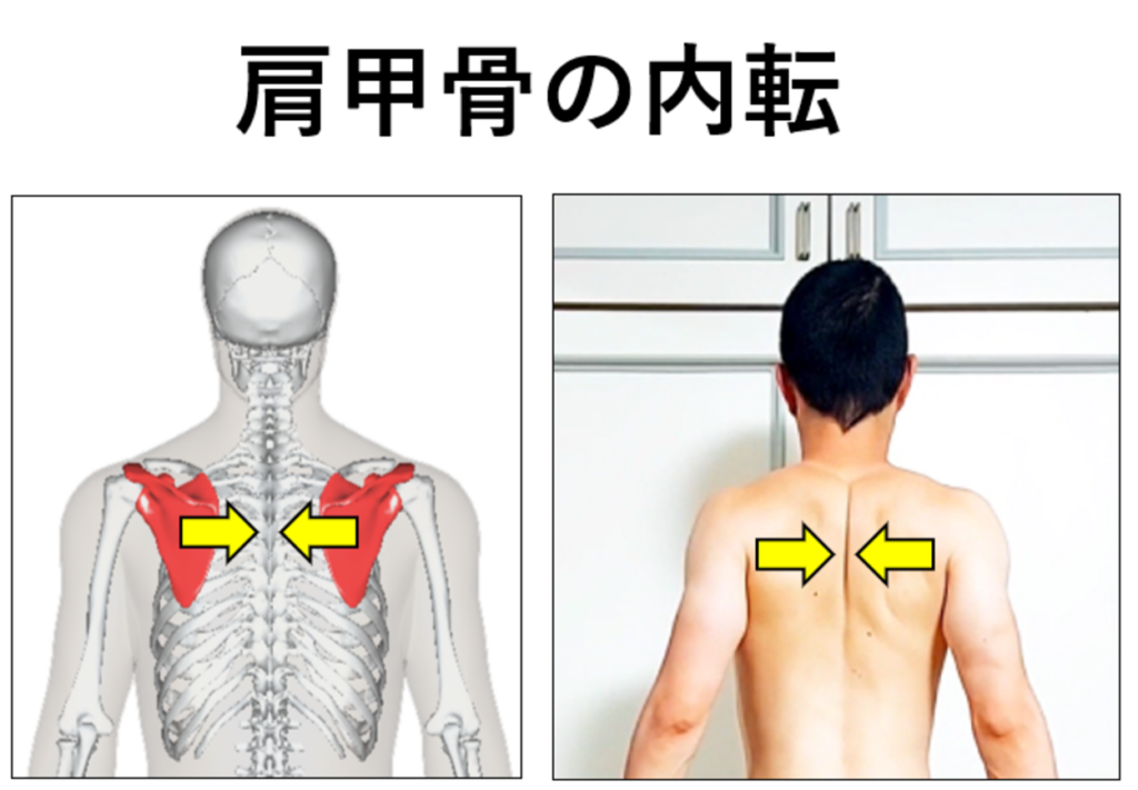 肩甲骨の内転・イラストと写真