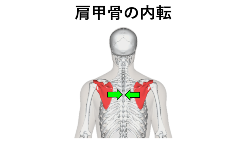 肩甲骨の内転・イラスト