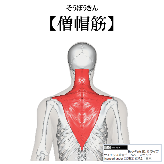 僧帽筋