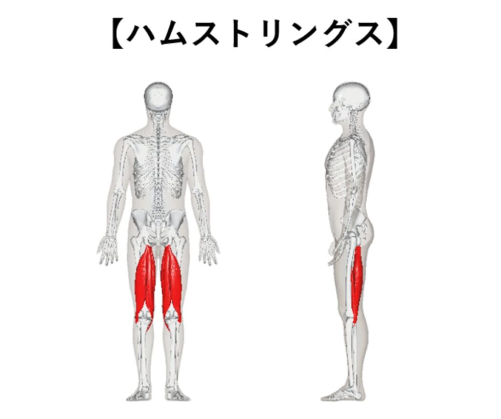 ハムストリングス