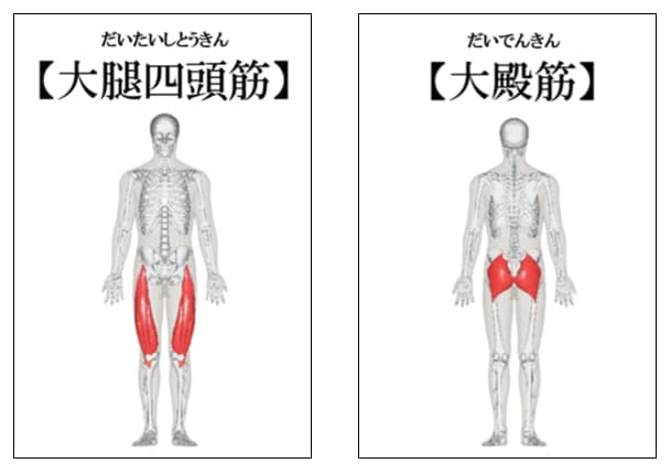 大腿四頭筋と大殿筋