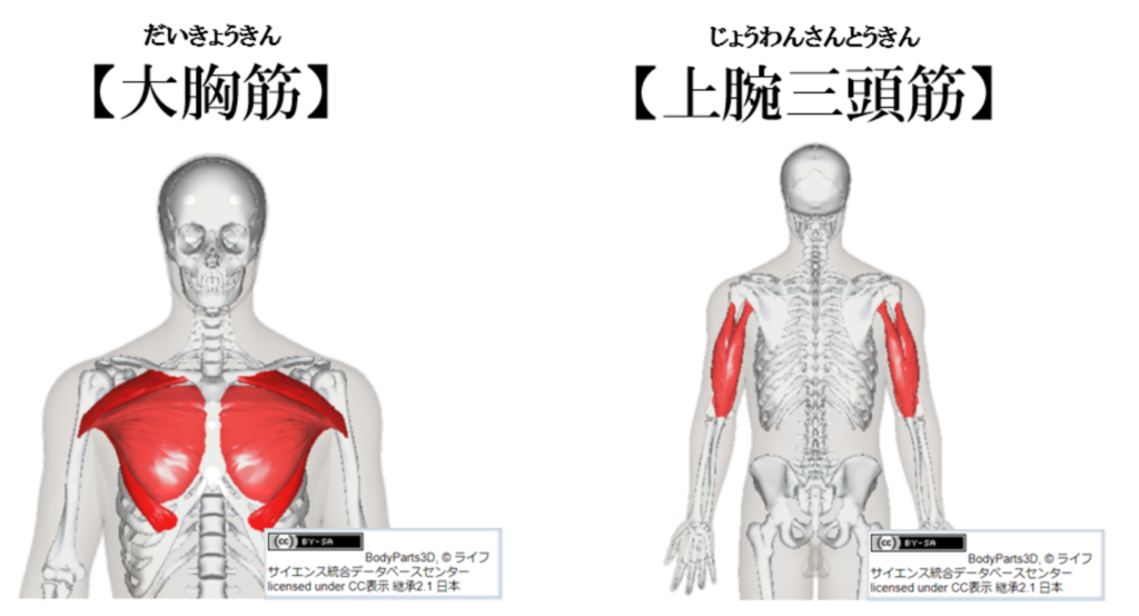 大胸筋と上腕三頭筋の説明