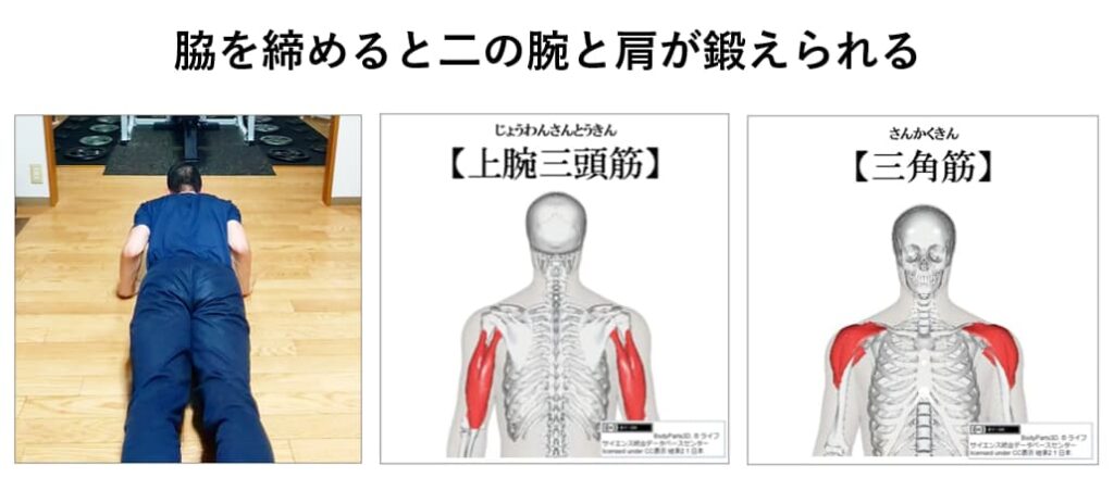 脇を締めた腕立て伏せの効果