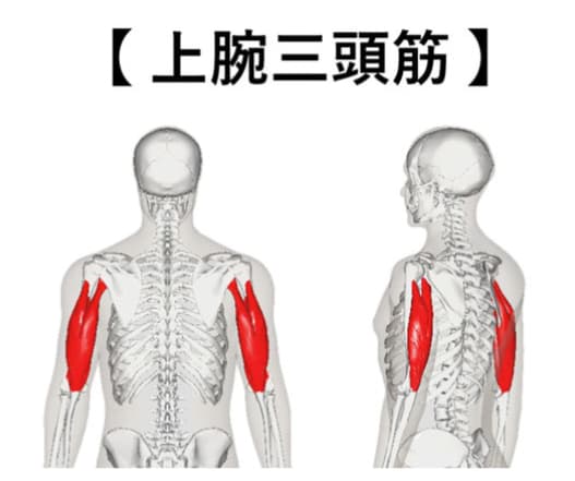 上腕三頭筋