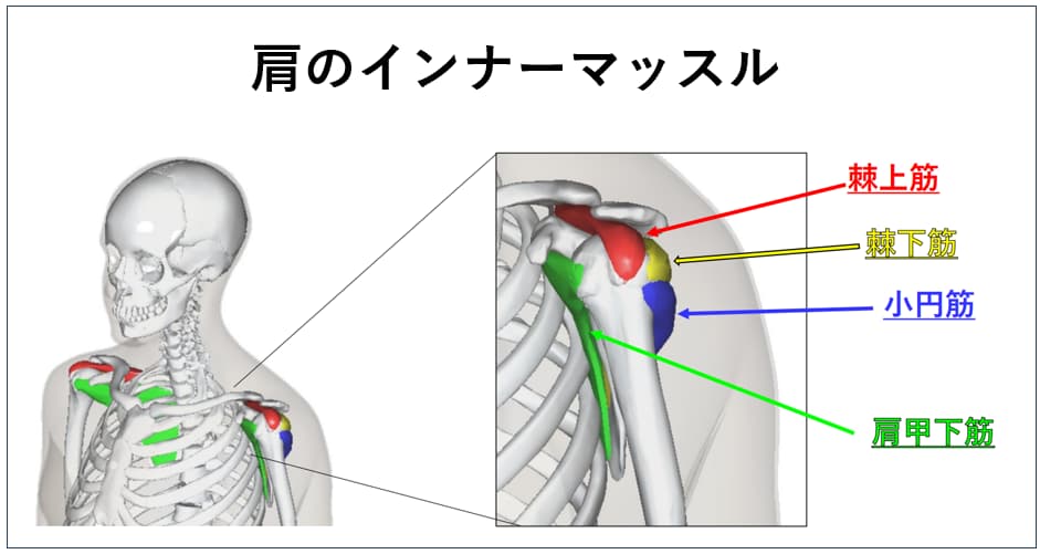 肩のインナーマッスルの紹介