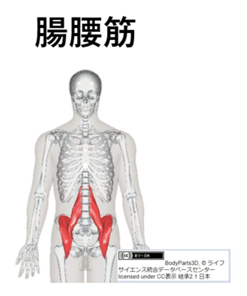 腸腰筋の紹介