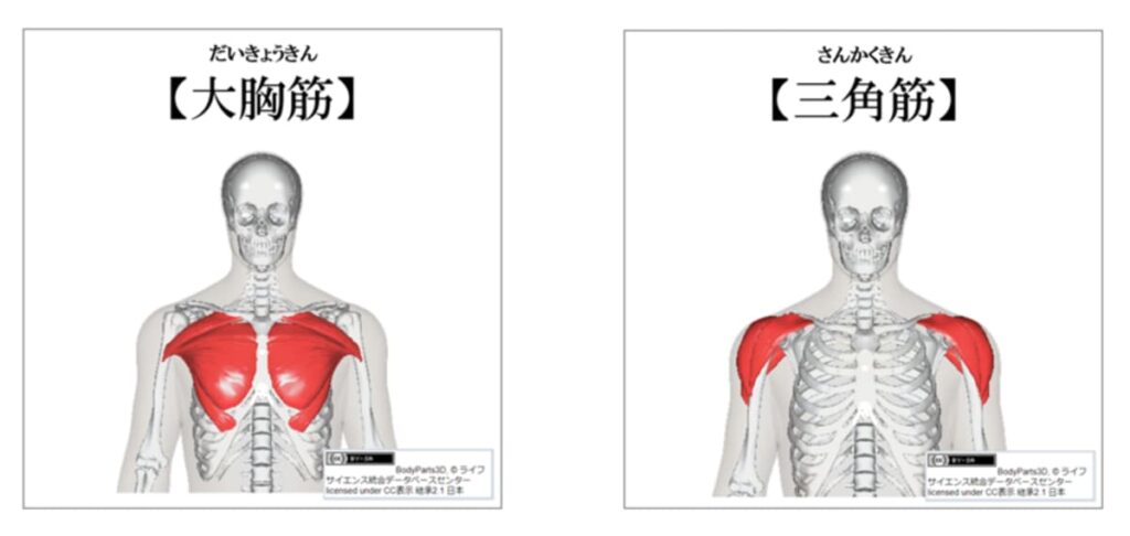 大胸筋と三角筋の紹介