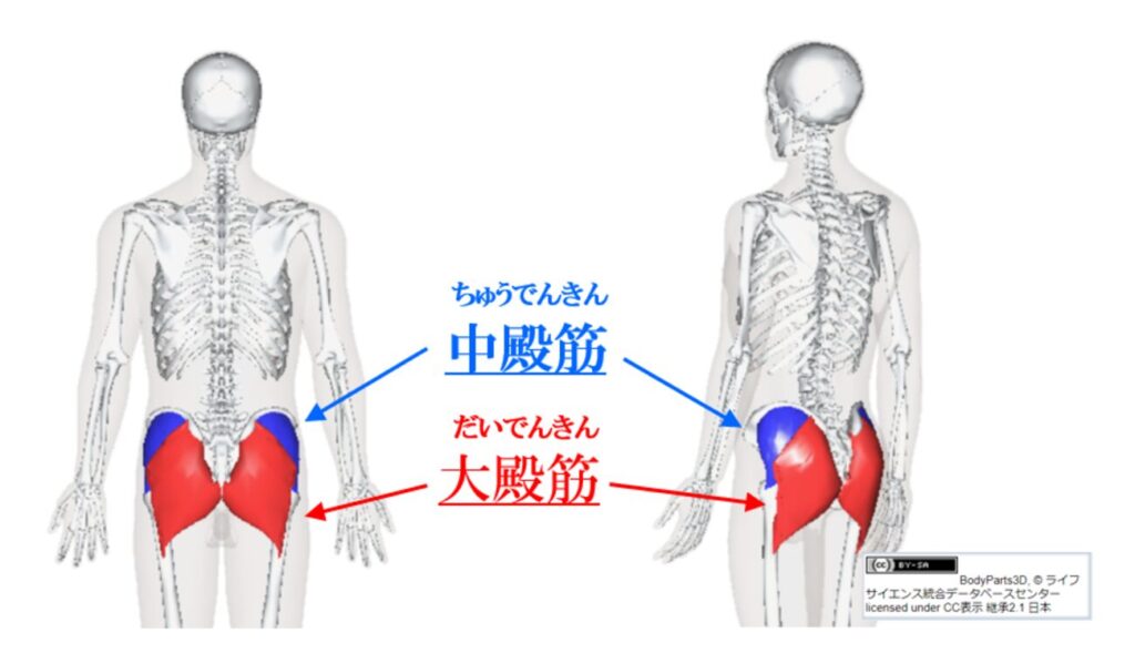 大殿筋と中殿筋の紹介