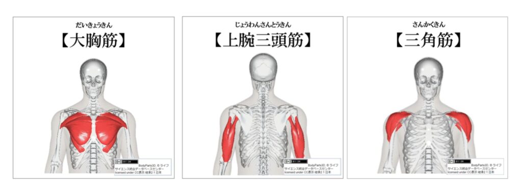 ベンチプレスで鍛えられる筋肉の紹介