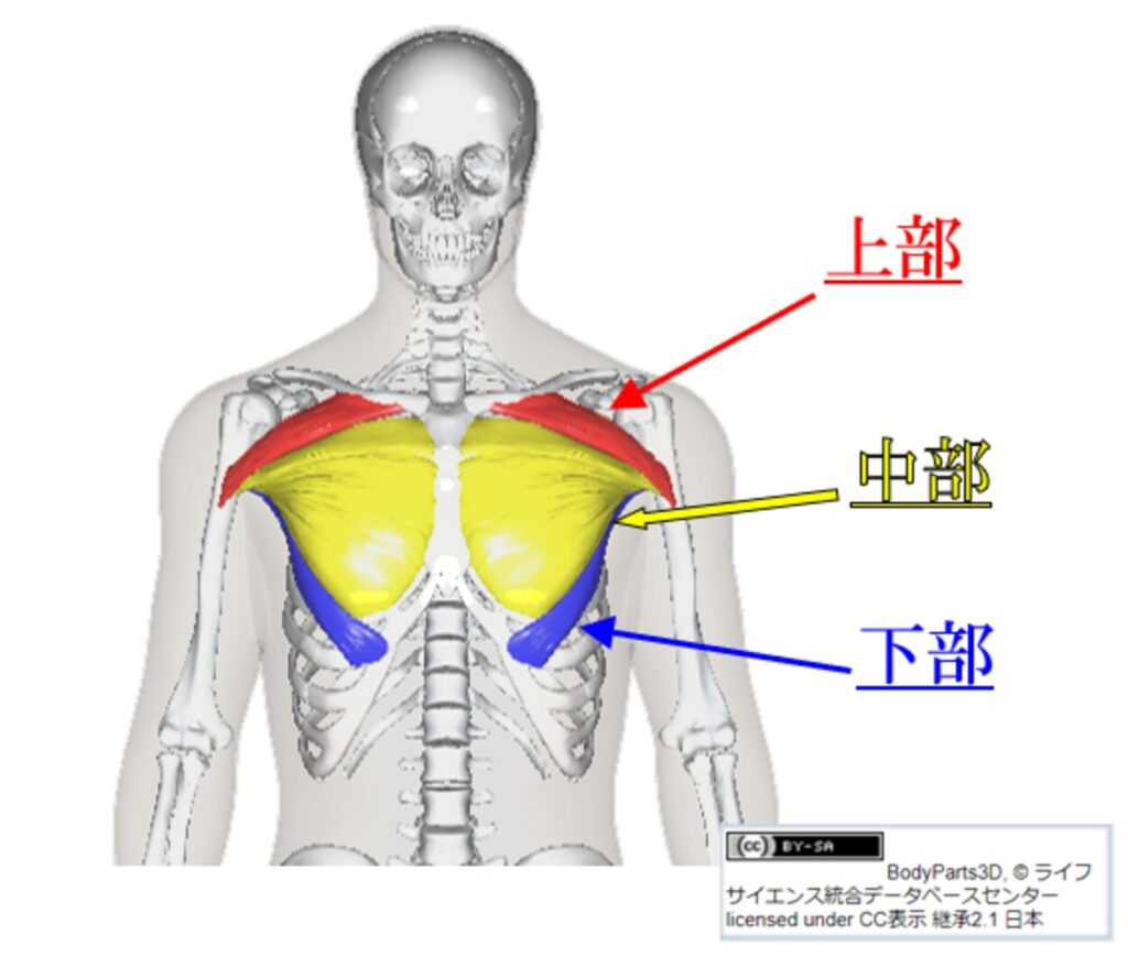 大胸筋の上部、中部、下部の説明