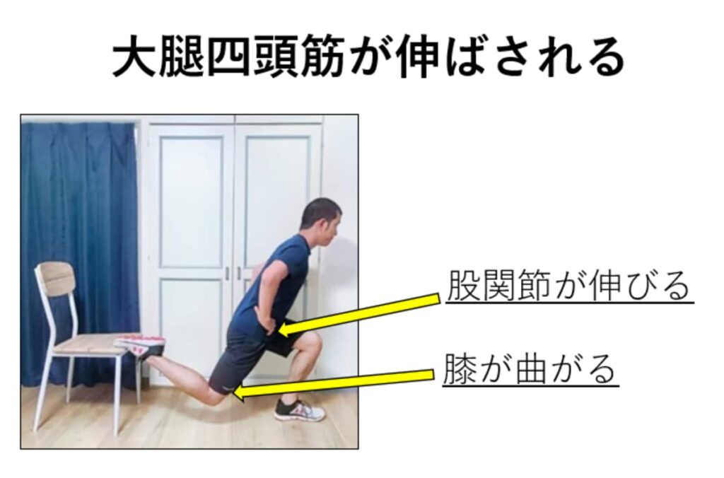 ブルガリアンスクワットで大腿四頭筋が伸ばされる仕組みの解説