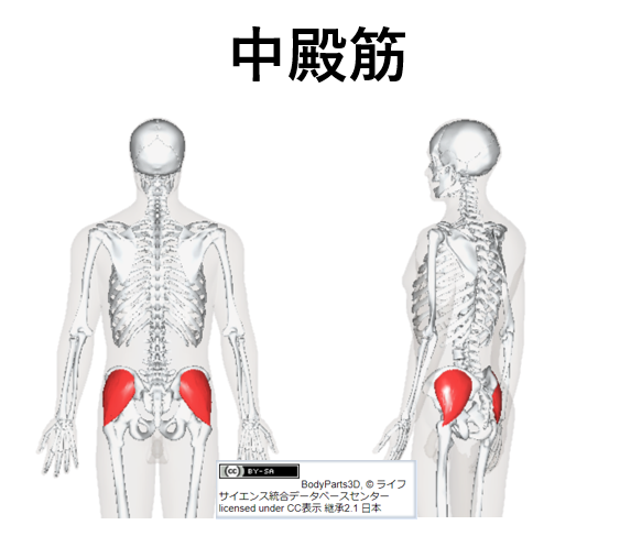 中殿筋の紹介