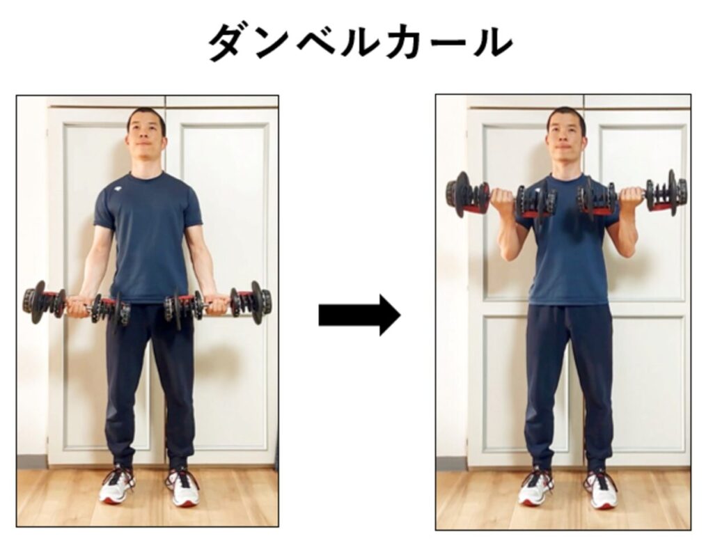 ダンベルアームカールの紹介