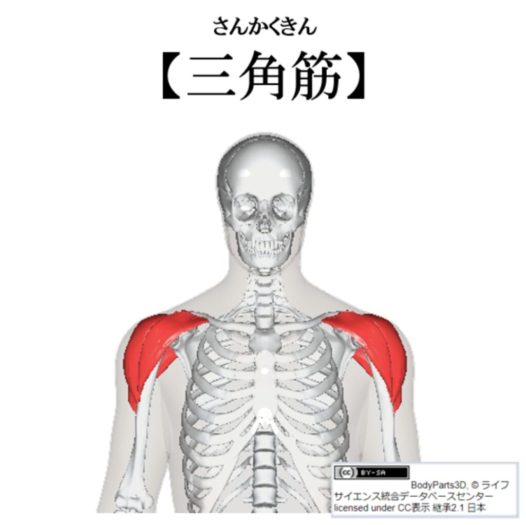 三角筋の紹介