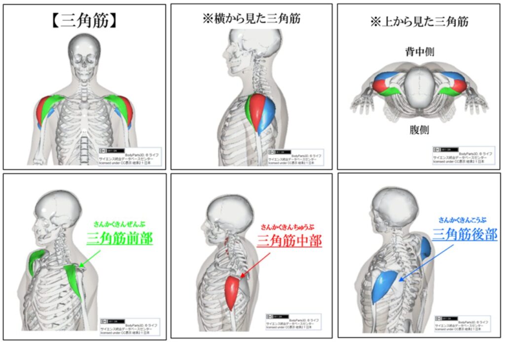三角筋の前部、中部、後部の説明