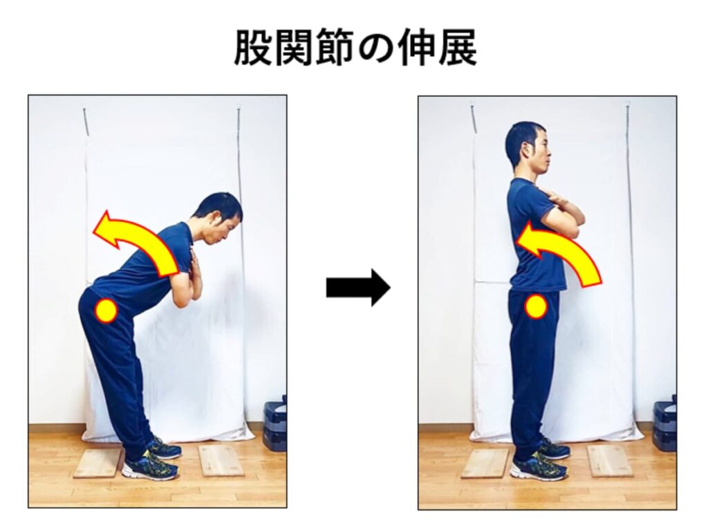 股関節の伸展の説明