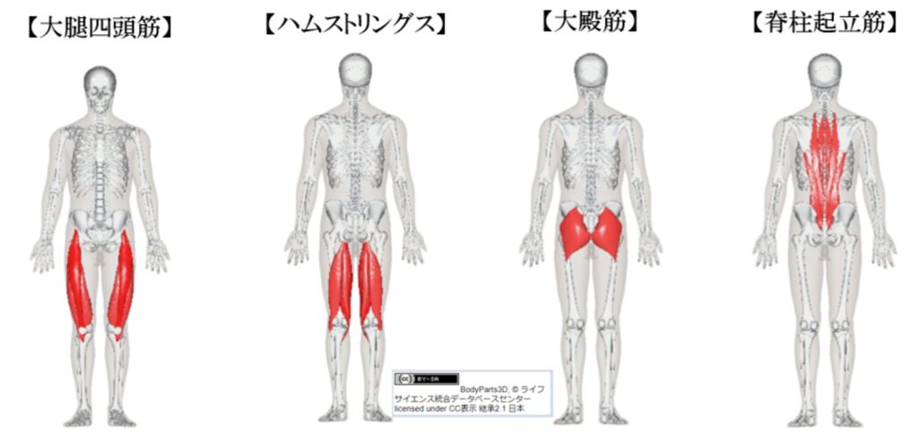 スクワットで鍛えられる筋肉の紹介