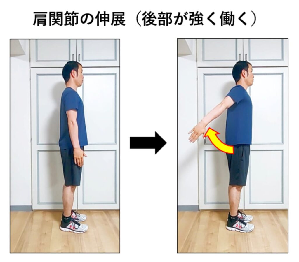 肩関節の伸展で三角筋の後部が強く働く説明
