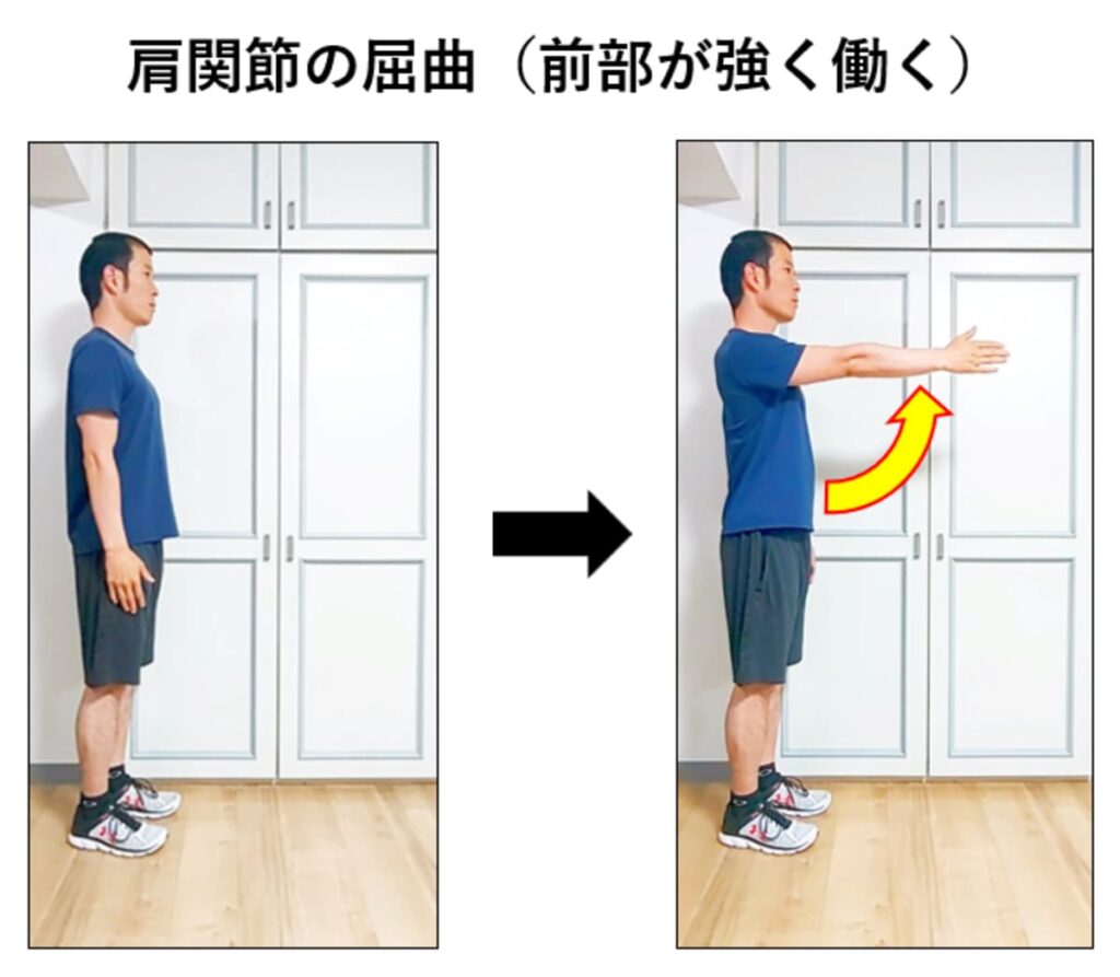 肩関節の屈曲で三角筋の前部が強く働く解説