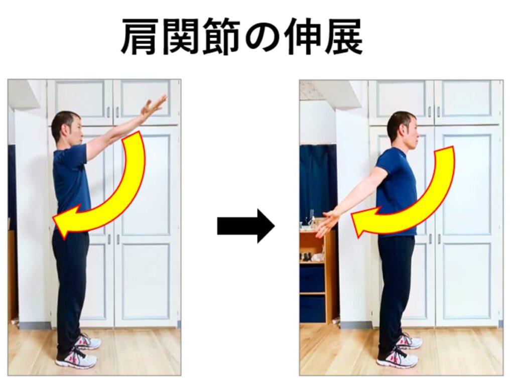 肩関節の伸展の解説