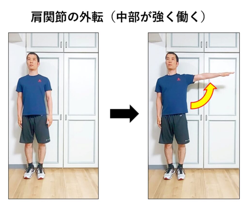 肩関節の外転で三角筋の中部が強く働く説明