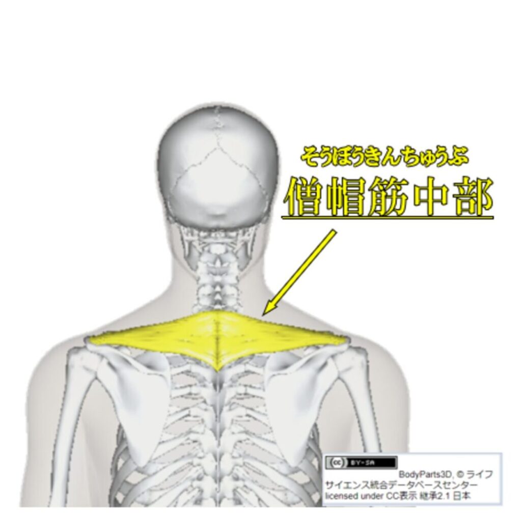 僧帽筋中部の説明