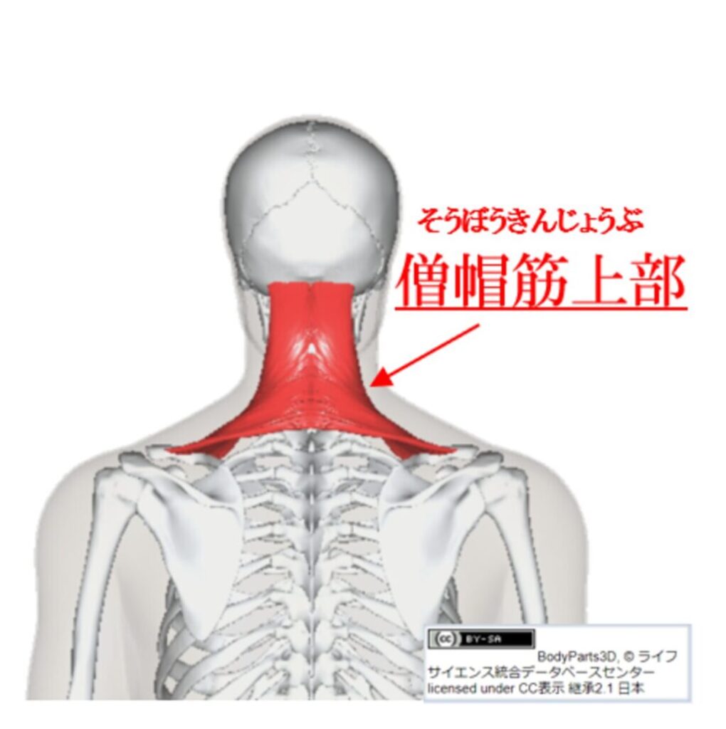 僧帽筋上部の説明