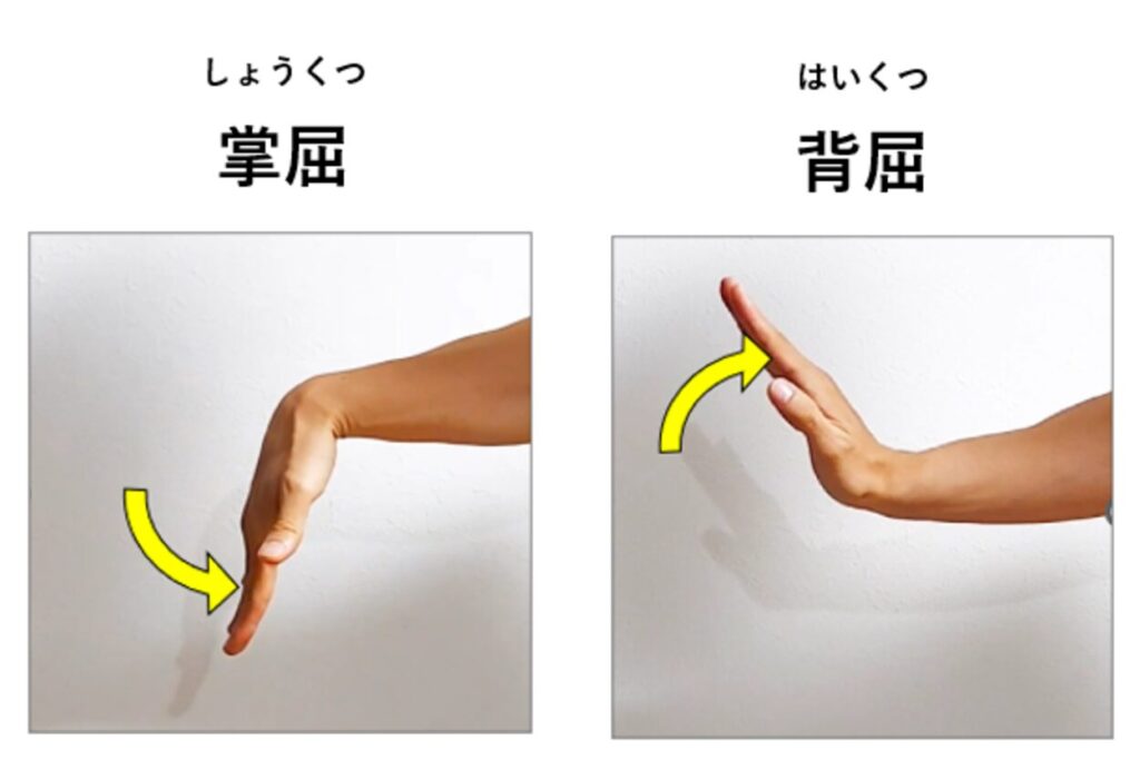 手首の掌屈と背屈の説明