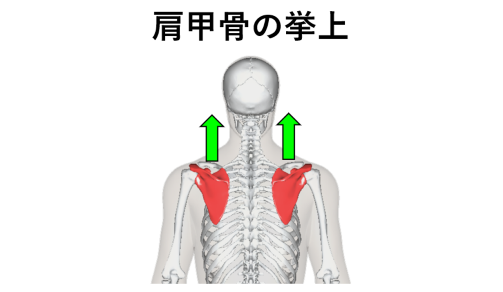 肩甲骨の挙上の解説