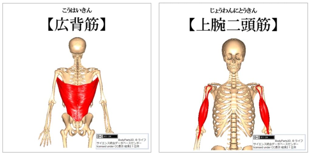 広背筋と上腕二頭筋の紹介